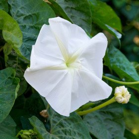 White iPomée, Flower of the Moon, Ipomoea Alba